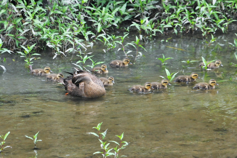 大谷川のカルガモ親子 （９態-5）　大谷川　八幡市　2015/06/02　Photo by Takase