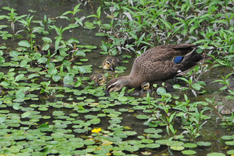 大谷川のカルガモ親子 （９態-6）　大谷川　八幡市　2015/06/02　Photo by Takase