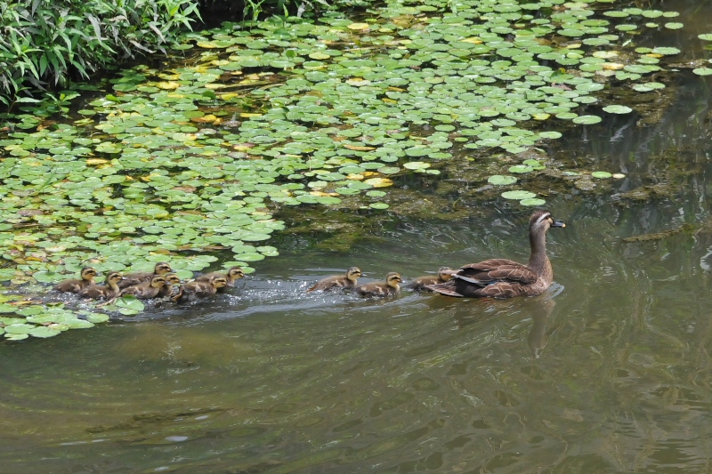 大谷川のカルガモ親子 （９態-7）　大谷川　八幡市　2015/06/02　Photo by Takase