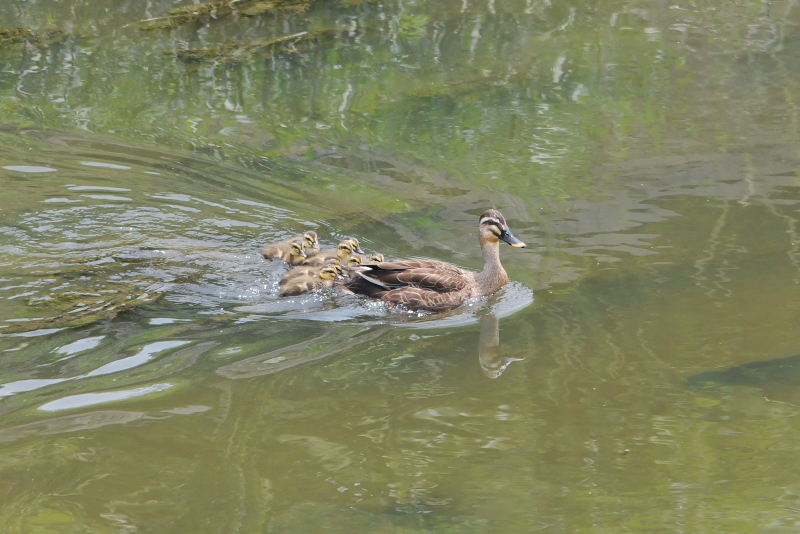 大谷川のカルガモ親子 （９態-8）　大谷川　八幡市　2015/06/02　Photo by Takase
