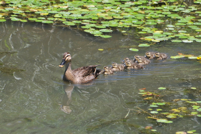大谷川のカルガモ親子 （９態-9）　大谷川　八幡市　2015/06/02　Photo by Takase