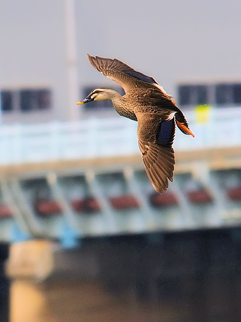 ④ カルガモ　成鳥　大阪市　淀川左岸　2012/05/13　Photo by Kohyuh