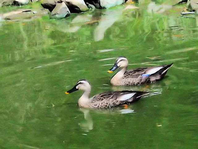 ⑦ カルガモのペア　　枚方市　山田池　2013/09/27　Photo by Kohyuh