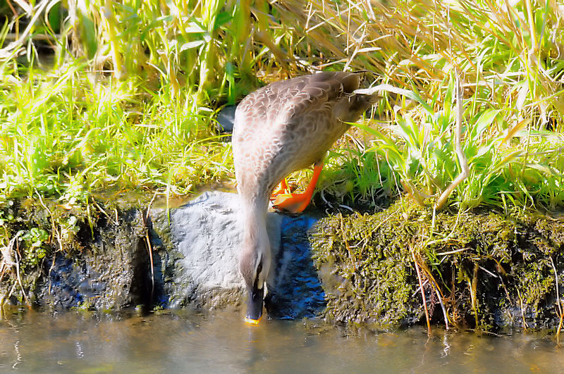 カルガモ（２態-1）　鴨川　京都市　2017/11/01　Photo by Kohyuh