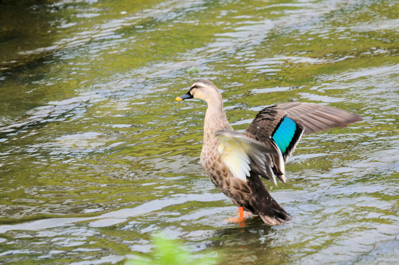 カルガモ　船橋川　枚方市　2020/09/26　Photo by Kohyuh