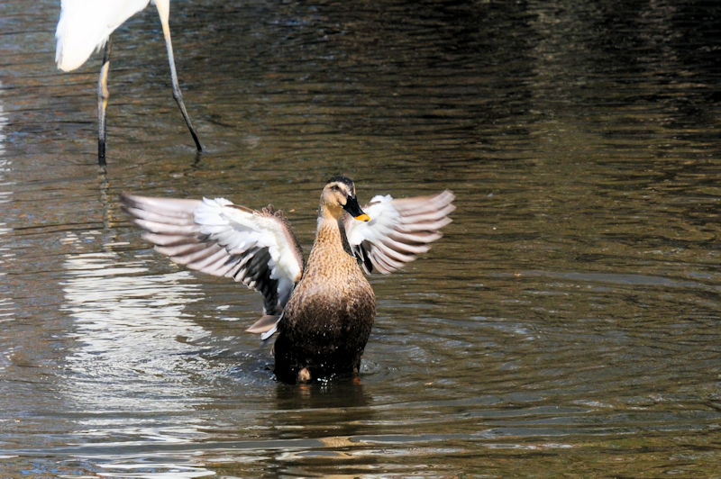 カルガモ（羽繕い）　大谷川　枚方市　2021/11/10　Photo by Kohyuh