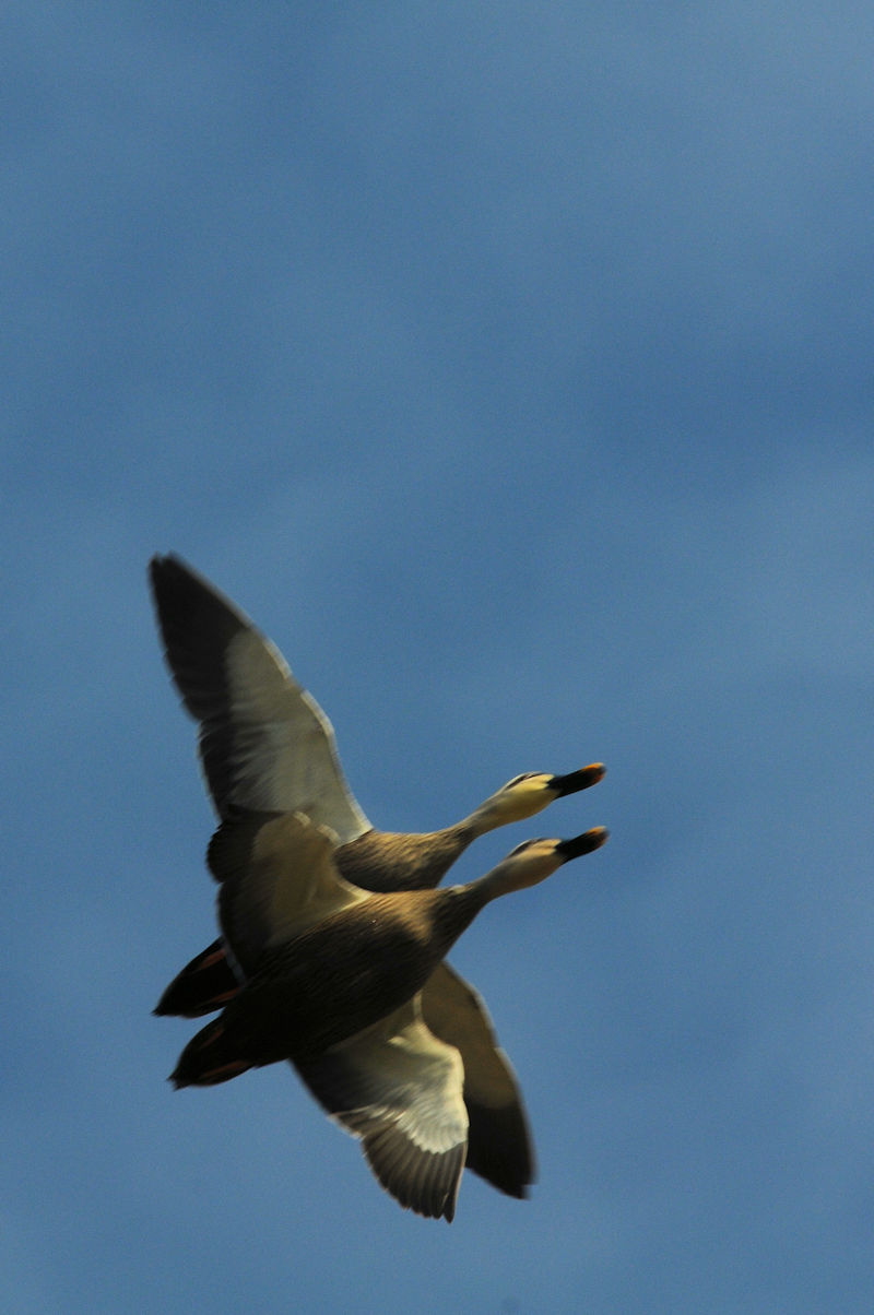 カルガモのペア飛行　大谷川　八幡市　2021/12/11　Photo by Kohyuh