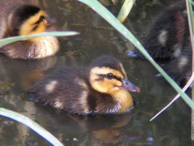 ② 《カルガモ　雛》　　八幡市　大谷川　2006/05/21　Photo by Takayama