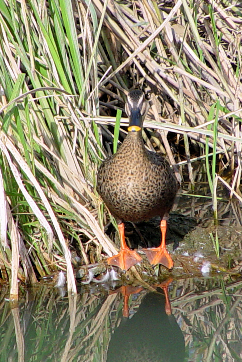 カルガモ　正面姿　八幡市 大谷川 2003/10/12　Photo by Kohyuh