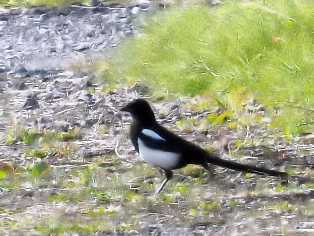 @ JTTM@@L@}Ch@ꌧ@2010/11/18@Photo by Kohyuh