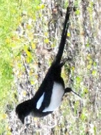 《カササギ》 写真はクリックで拡大する