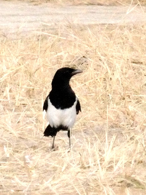 A JTTM@ @̏@ꌧ 2010/11/19@Photo by Kohyuh