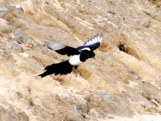 B JTTM@ @̏@ꌧ 2010/11/19@Photo by Kohyuh