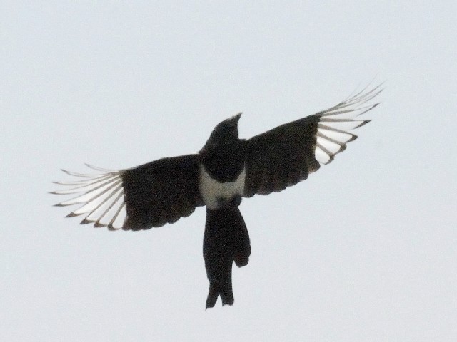 D JTTM@@L@}Ch@ꌧ@2010/11/18@Photo by Kohyuh