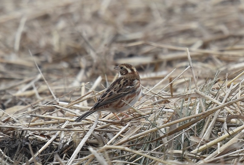 平城京の野鳥たち（７態-6）　平城京　奈良市　2018/01/14　Photo by Hyashi　（写真提供：　林）