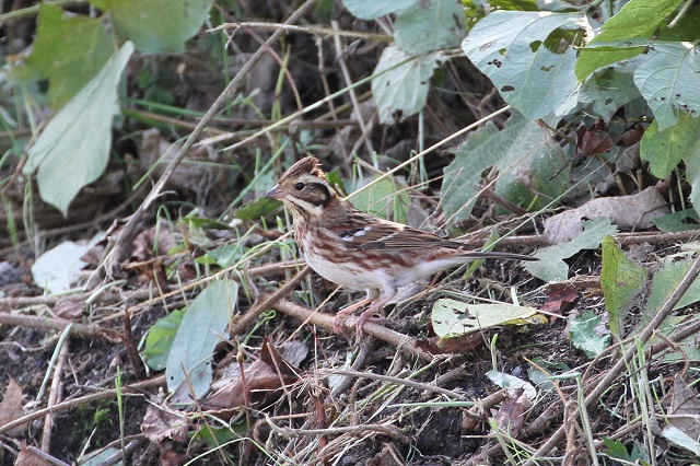 JV_JP@@s@ؒÐ@2014/11/10@Photo by Manda