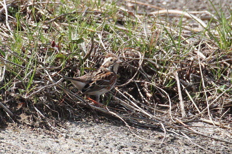 カシラダカ　木津川　八幡市　2015/03/17　Photo by manda