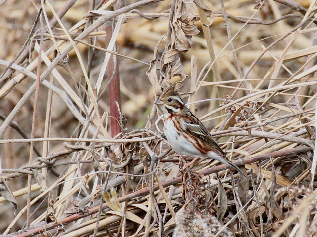 Photo-20140209-1@JV_J@iQ-1j@@s@ؒÐ@2014/02/09@Photo by Manda