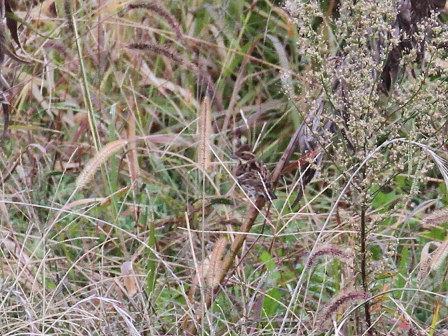 JV_J@@s@ؒÐ@2014/10/29@Photo by Manda