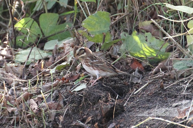 JV_JQ@@s@ؒÐ@2014/11/10@Photo by Manda