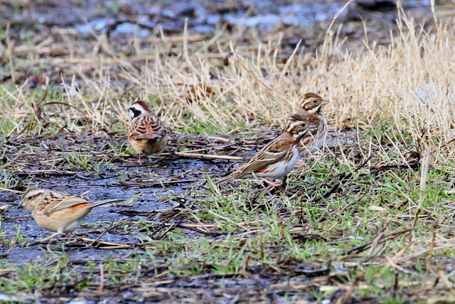 Photo-20140209-2@JV_J@iQ-2j@@s@ؒÐ@2014/02/09@Photo by Manda