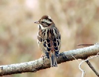 JV_J@s@w@2006/01/26@Photo by Takayama