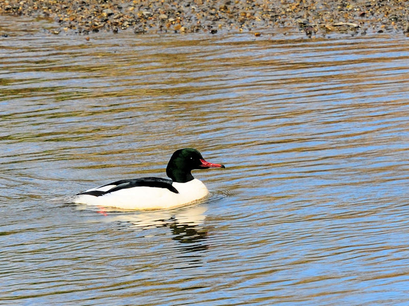 JACT  iQ-1j@킫^@s 2020/01/30@Photo by Kohyuh