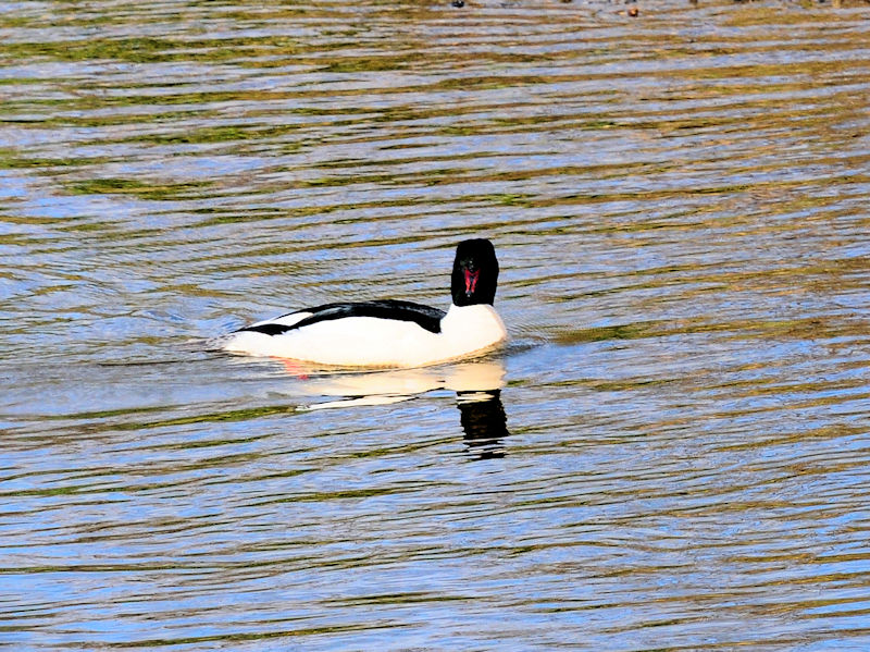 JACT  iQ-2j@킫^@s 2020/01/30@Photo by Kohyuh