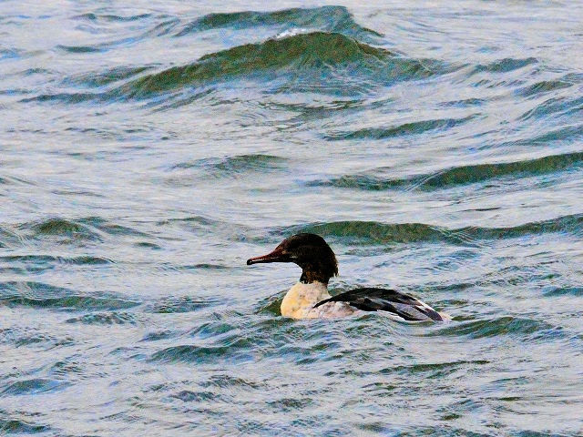 JACT@iR-2j@썶݁@s@2017/11/19@Photo by Kohyuh