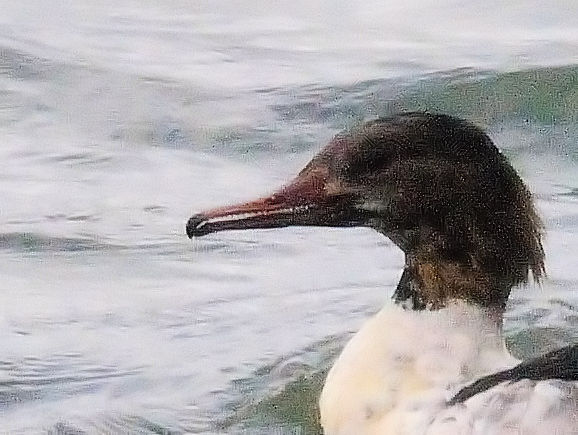 JACT@iR-3j@썶݁@s@2017/11/19@Photo by Kohyuh