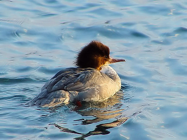A JACT  @@΁@ԑ@ 2008/02/06@Photo by Kohyuh