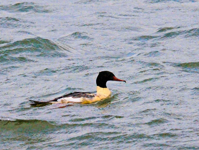 JACT@iR-1j@썶݁@s@2017/11/19@Photo by Kohyuh