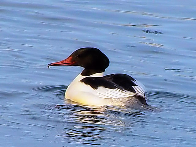 A JACT  @@΁@ԑ@ 2008/02/06@Photo by Kohyuh