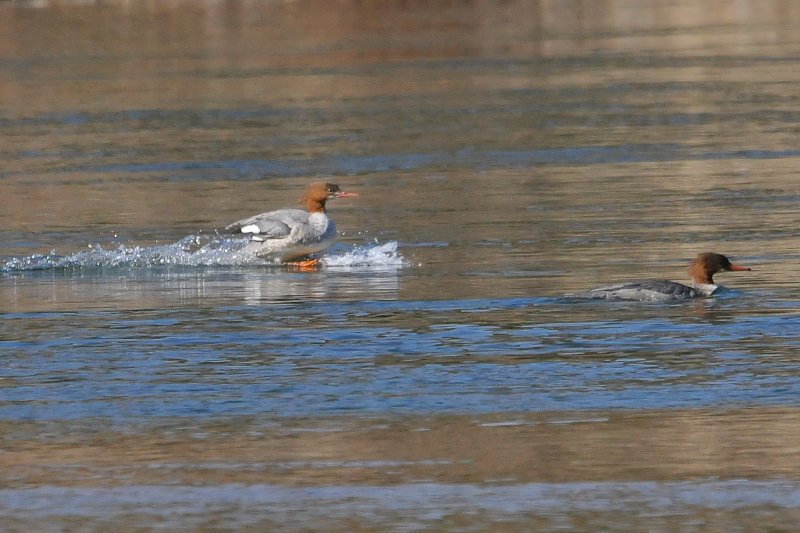 JACT @@iR-3j@O썇 i{j@s@2014/11/21@Photo by Takase