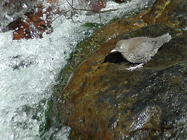 A JKX@ᒹ@ʌ@{@ 2008/03/15@Photo by Takase