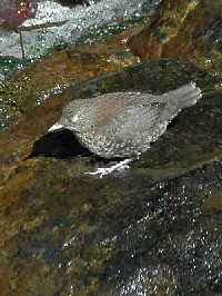 sJKX@ᒹt@ʐ^̓NbNŊg傷