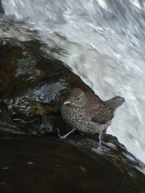 B JKX@ᒹ@ʌ@{@ 2008/03/15@Photo by Takase