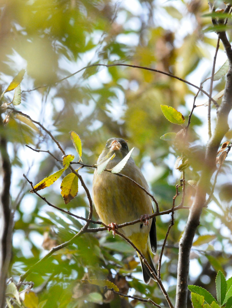 JqiQ-1j@썶݁@s@2018/12/16@Photo by Kohyuh