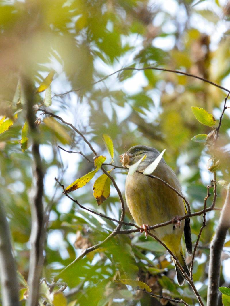 JqiQ-2j@썶݁@s@2018/12/16@Photo by Kohyuh