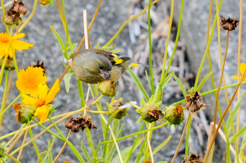 JqiSԁj@D@s@2021/06/14@Photo by Kohyuh