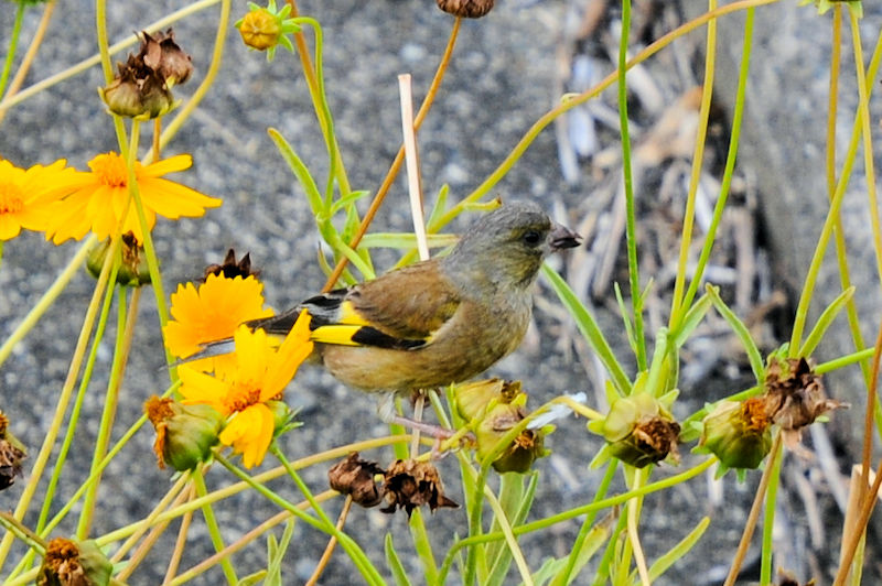 JqiSԁj@D@s@2021/06/14@Photo by Kohyuh