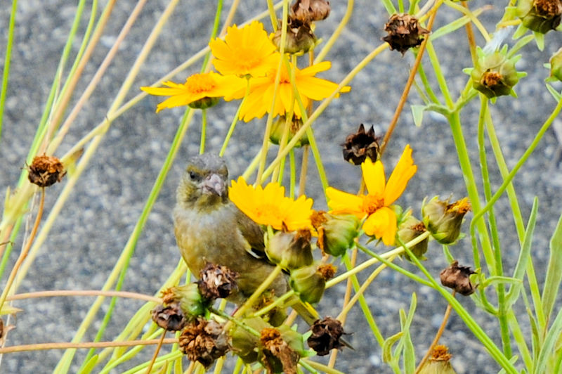 JqiSԁj@D@s@2021/06/14@Photo by Kohyuh