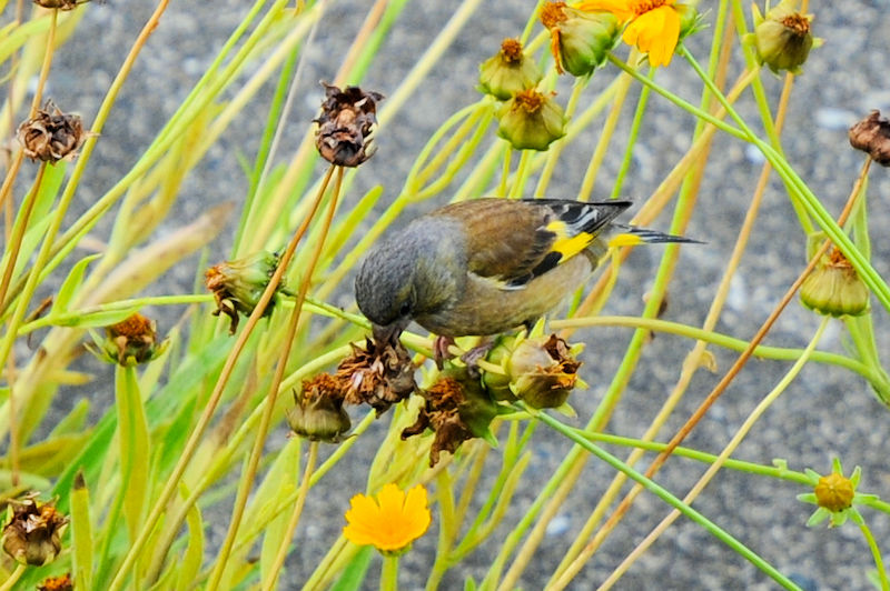 JqiSԁj@D@s@2021/06/14@Photo by Kohyuh