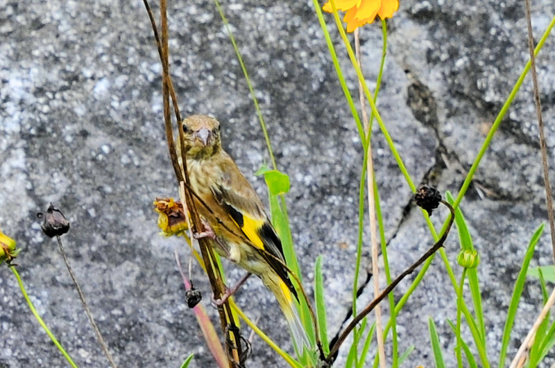 Jqc@D@s@2021/07/16@Photo by Kohyuh