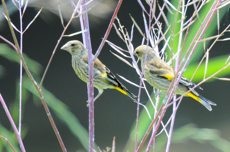 Jq@c@J@s@2022/05/27@Photo by Kohyuh