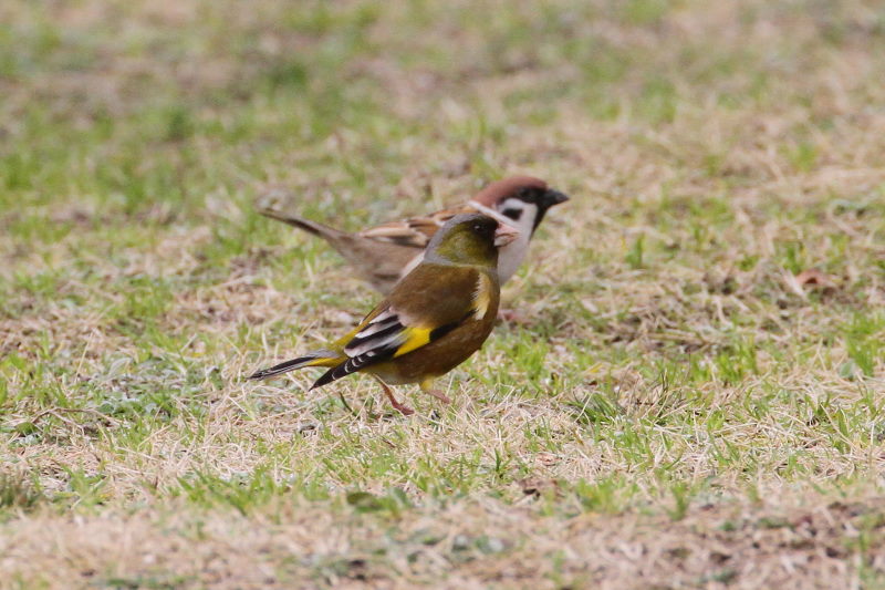 カワラヒワ　木津川　八幡市　2015/03/16　Photo by manda