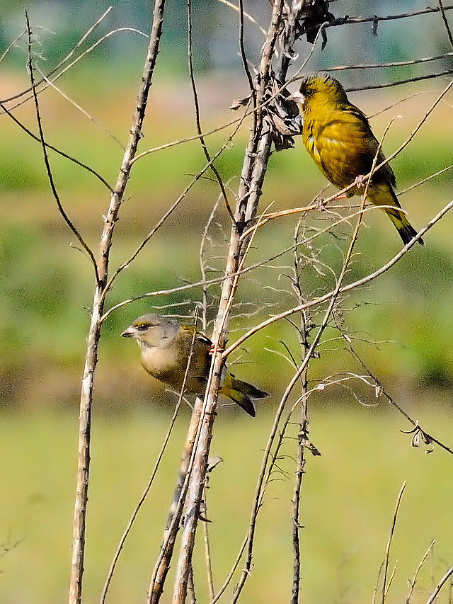 今が旬だよ　内里の野鳥たち　カワラヒワのペアー　八幡市　2015/04/27　Photo by Kohyuh