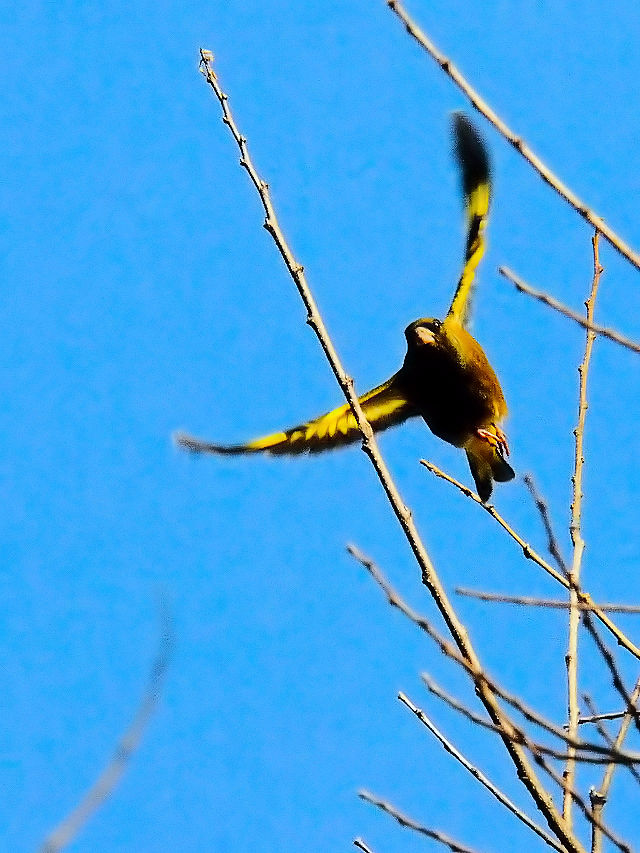 JqiQ-2j@썶݁@s@2016/12/03@Photo by Kohyuh