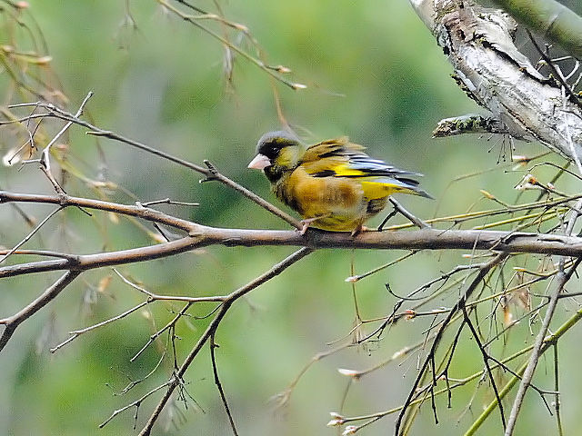 ʐ^-20140410-1 Jq @iQ-1j ʎR@PHs@Ɍ 2014/04/10@Photo by Kohyuh