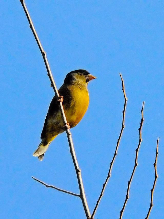 JqiQ-1j@썶݁@s@2016/12/03@Photo by Kohyuh